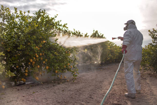 Best Mosquito Control Services  in Lakeside, FL